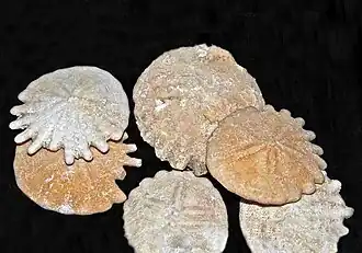 Différents spécimens du genre Heliophora (Pliocène).