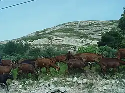 Chèvres du Rove dans la garrigue au-dessus du village du Rove.