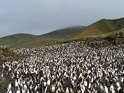 Colonie de Gorfous de Schlegel (Eudyptes schlegeli).