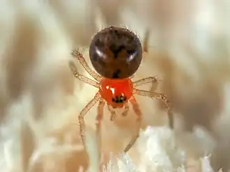 Description de l'image Ruborridion musivum.jpg.