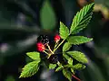 Rubus flagellaris en fructification