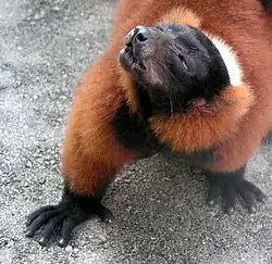 Varecia rubra (roux)