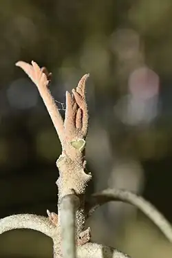 extrémité d'un rameau de Ruizia cordata