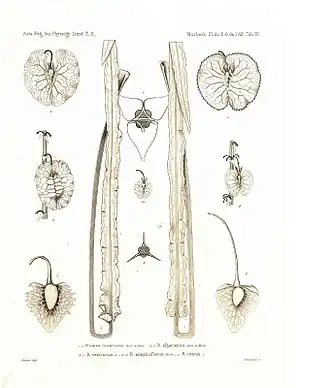 Description de l'image Rumex tunetanus.jpg.