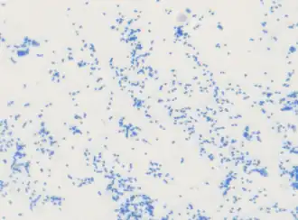 Description de l'image Ruminococcus bovis.png.