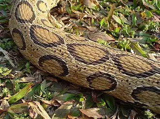 Écailles et motifs du corps