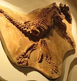 Vue inclinée du squelette holotype, montrant de plus près les pattes arrière.