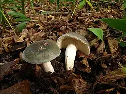 Russule charbonnière