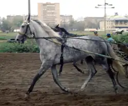 Photographie d'un cheval gris vu de profil portant un harnais.