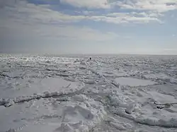 Vue rapprochée sur une banquise : plusieurs petits floes arrondis sont séparés par de la neige fondante ou du sorbet. (Oiseau en bas à droite pour l'échelle).