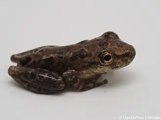 Description de l'image S.xsignatus.jpg.