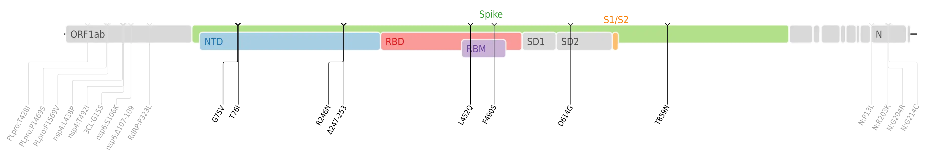 Les mutations du variant Lambda sur une carte génomique du SARS-CoV-2