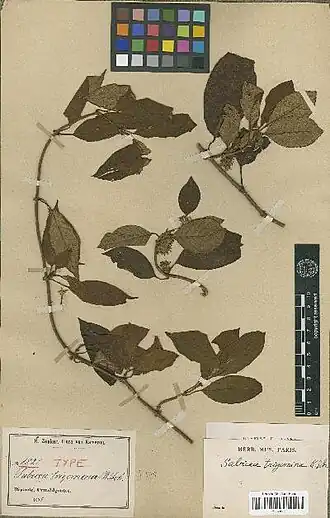 Description de cette image, également commentée ci-après