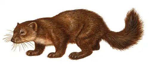 Dessin d'une zibeline.