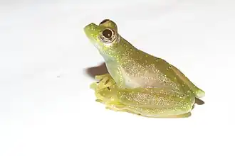 Description de l'image Sachatamia albomaculata.jpg.