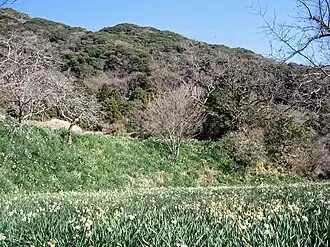 Jonquilles sur les pentes du mont Saga.