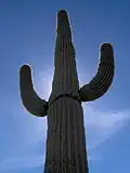 Saguaro à Scottsdale, en Arizona.