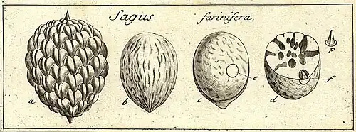 Croquis par Joseph Gaertner des fruits de R. farinifera (1792)