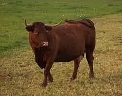 photo couleur d'une vache rouge acajou à longues cornes.