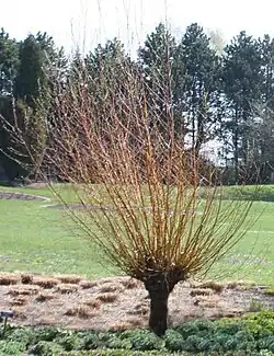 Saule taillé en têtard.