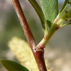 Écorce devenant vite sombre.
