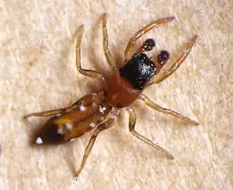 Description de l'image Salt0367 Yepoella male.jpg.