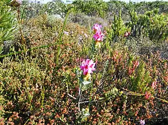 Description de cette image, également commentée ci-après