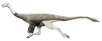 Description de l'image Saltillomimus rapidus.jpg.