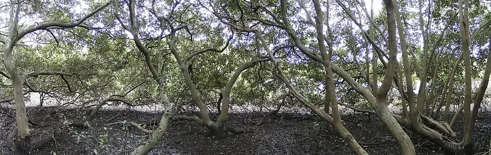 À l'intérieur d'une canopée de mangrove, Salt Pan Creek (en), Nouvelle-Galles du Sud.