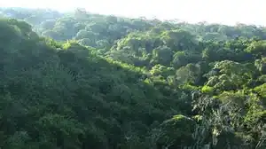 Image illustrative de l’article Forêt de Sambisa