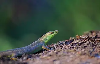 Description de l'image Samoan Green Skink.jpg.