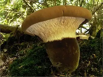 Tapinella atrotomentosa (Tapinellaceae).