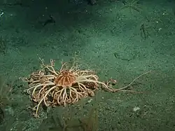 Les ophiures gorgonocéphales peuvent adopter des formes complexes, comme cette Gorgonocephalus eucnemisin sub-abyssale.