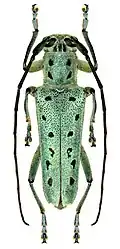 Saperda punctata.