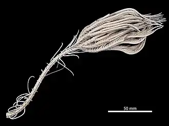 Saracrinus moosai (holotype, MNHN)