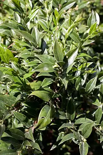 Description de l'image Sarcococca confusa - Feuillage.jpg.