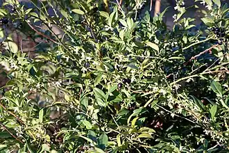 Vue générale en floraison