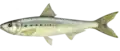 Sardinops sagax.