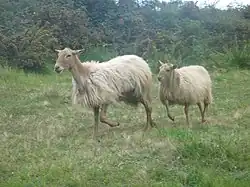 Sasi ardia au Guipuscoa