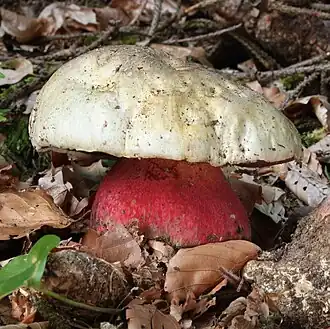 Rubroboletus satanas.