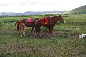 Photo de trois chevaux dont un poulain dans un paysage de plaine, des collines à l'horizon