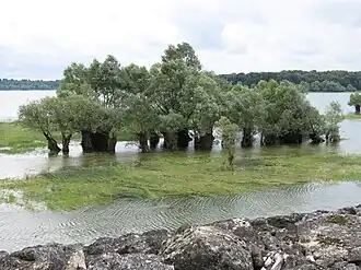 Image illustrative de l’article Champagne humide