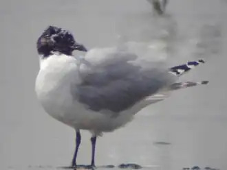 Description de cette image, également commentée ci-après