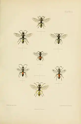 Description de l'image SaundersHymenopteraAculeataPlate15.jpg.
