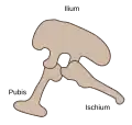 Structure pelvienne des Saurischia (côté gauche)