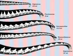 Schéma reconstituant le cou de plusieurs dinosaures sauropodes, Puertasaurus figurant au deuxième position en haut à gauche.