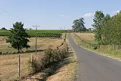Route dans le vignoble (août&nbsp;2005)