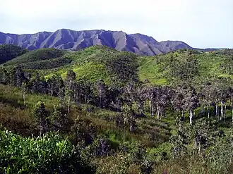 Paysage de savane à niaoulis au nord de la côte Ouest de la Grande Terre en Nouvelle-Calédonie.