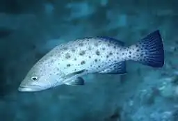 Mycteroperca prionura