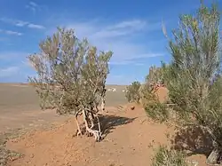 Photographie de buissons à tronc tortueux et feuilles étroites sur un sol rouge désertique.
